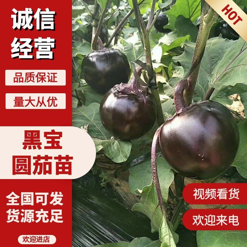 直播黑宝茄子苗，嫁接圆茄苗紫茄苗优质蔬菜种苗
