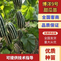 【优选】博洋9号甜瓜苗嫁接瓜苗甜瓜苗正宗优质种苗