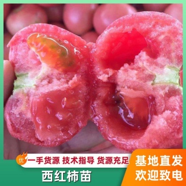 【精品】山东西红柿苗番茄苗口感柿子苗成活率高