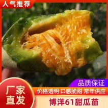 【热销中】博洋61嫁接直播甜瓜苗优质甜瓜种苗可视频看货