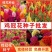 鸡冠花种子凤尾鸡冠花头状鸡冠花火焰鸡冠花四季花易种易活