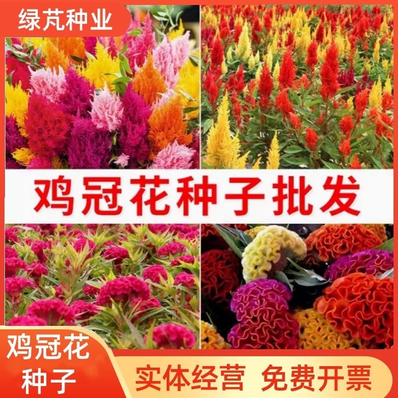 鸡冠花种子凤尾鸡冠花头状鸡冠花火焰鸡冠花四季花易种易活