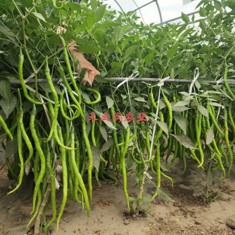 线椒苗尖椒苗辣椒苗二荆条苗耐高温产量高