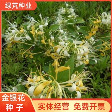 金银花种子忍冬种子草本花卉四季播种寒气芳香观赏植物易种