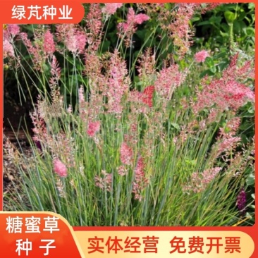 糖蜜草种子牧草种子景观绿化护坡固土防泥土流失草籽优质品种