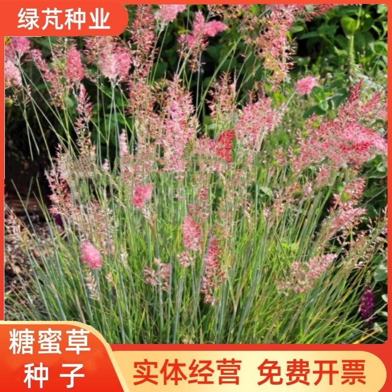 糖蜜草种子牧草种子景观绿化护坡固土防泥土流失草籽优质品种