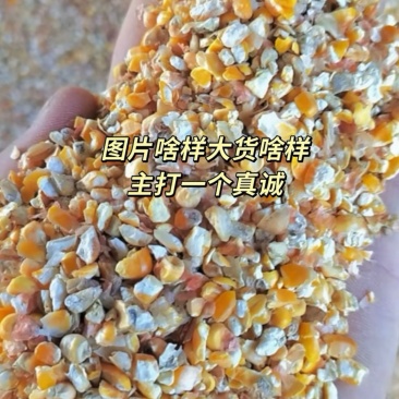 本店出售养殖碎玉米鸡鸭牛羊猪马饲料一袋也能发