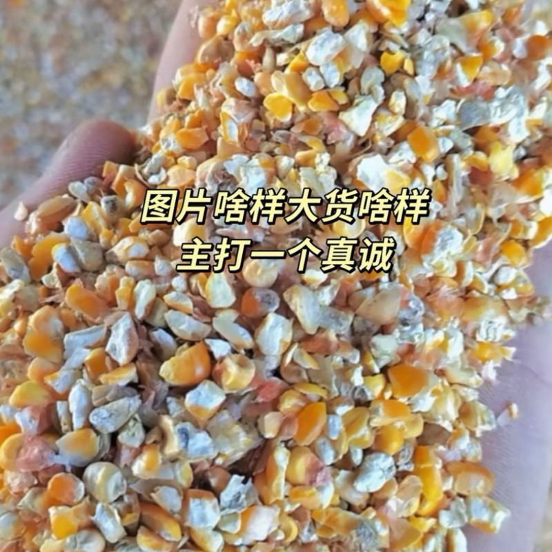 本店出售养殖碎玉米鸡鸭牛羊猪马饲料一袋也能发