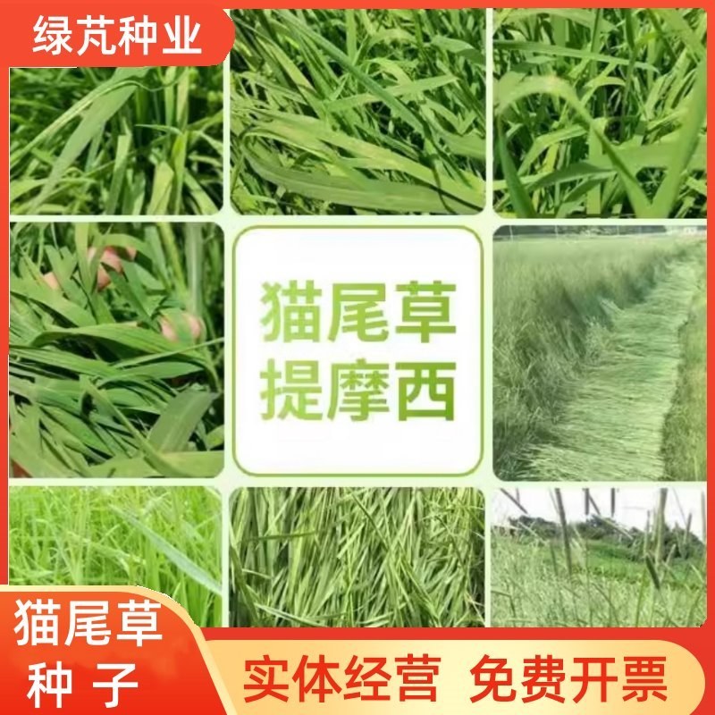 猫尾草种子提摩西草种子多年生牧草营养丰富兔龙猫优选