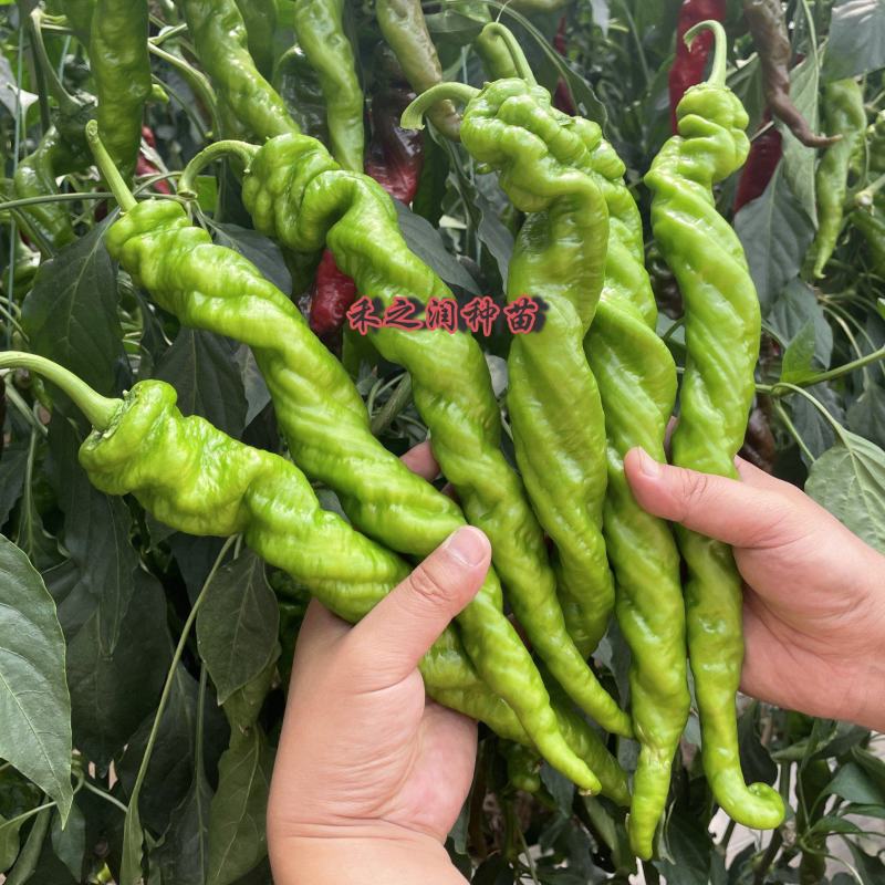 螺丝椒苗辣椒苗尖椒苗薄皮椒苗陇椒苗耐高温