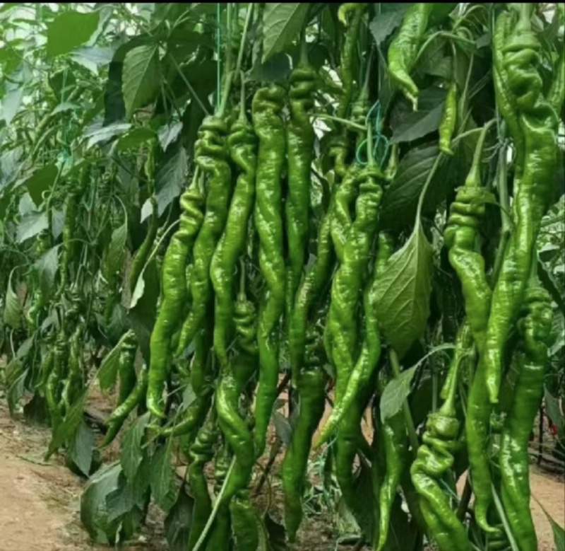 广东#鲜辣椒，螺丝椒，陇椒，产地直发，货源充足，现摘现发
