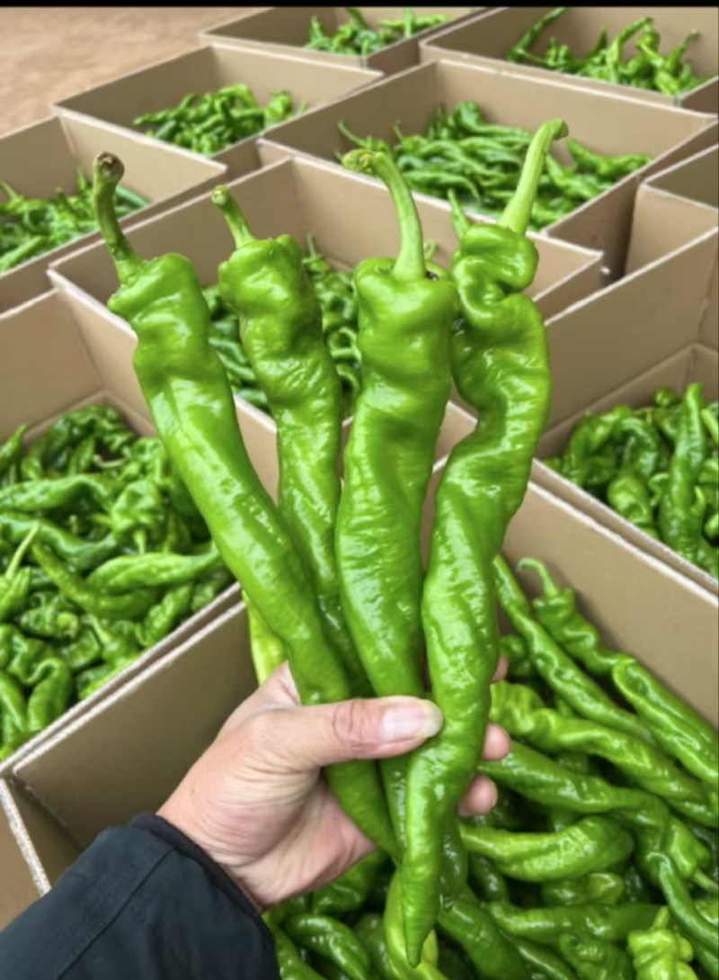 广东#鲜辣椒，螺丝椒，陇椒，产地直发，货源充足，现摘现发