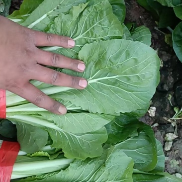 小白菜大量上市，欢迎各大平台，超市，加工厂