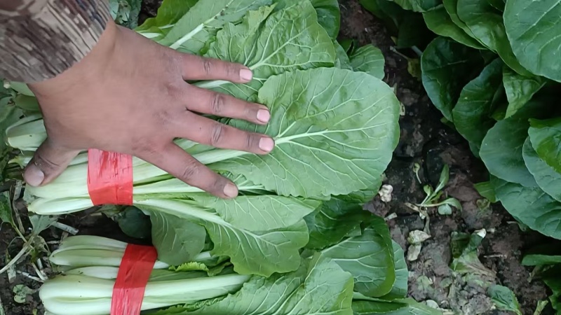 小白菜大量上市，欢迎各大平台，超市，加工厂