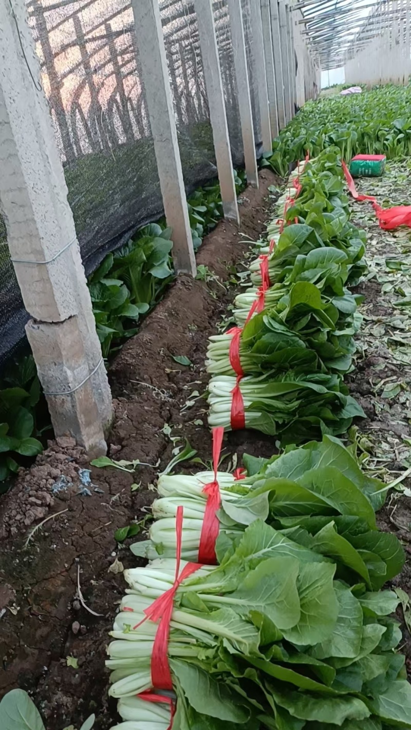 小白菜大量上市，欢迎各大平台，超市，加工厂