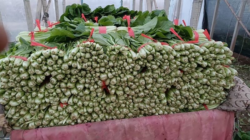 小白菜大量上市，欢迎各大平台，超市，加工厂