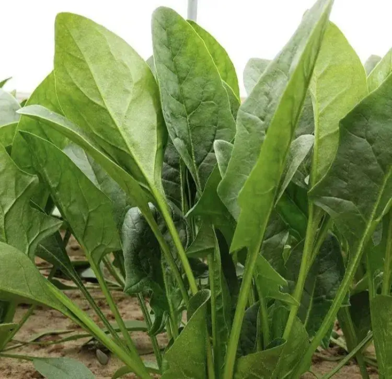 河南菠菜基地一手货源对接全国电商市场超市