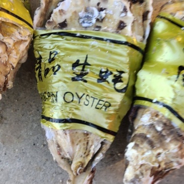 生蚝