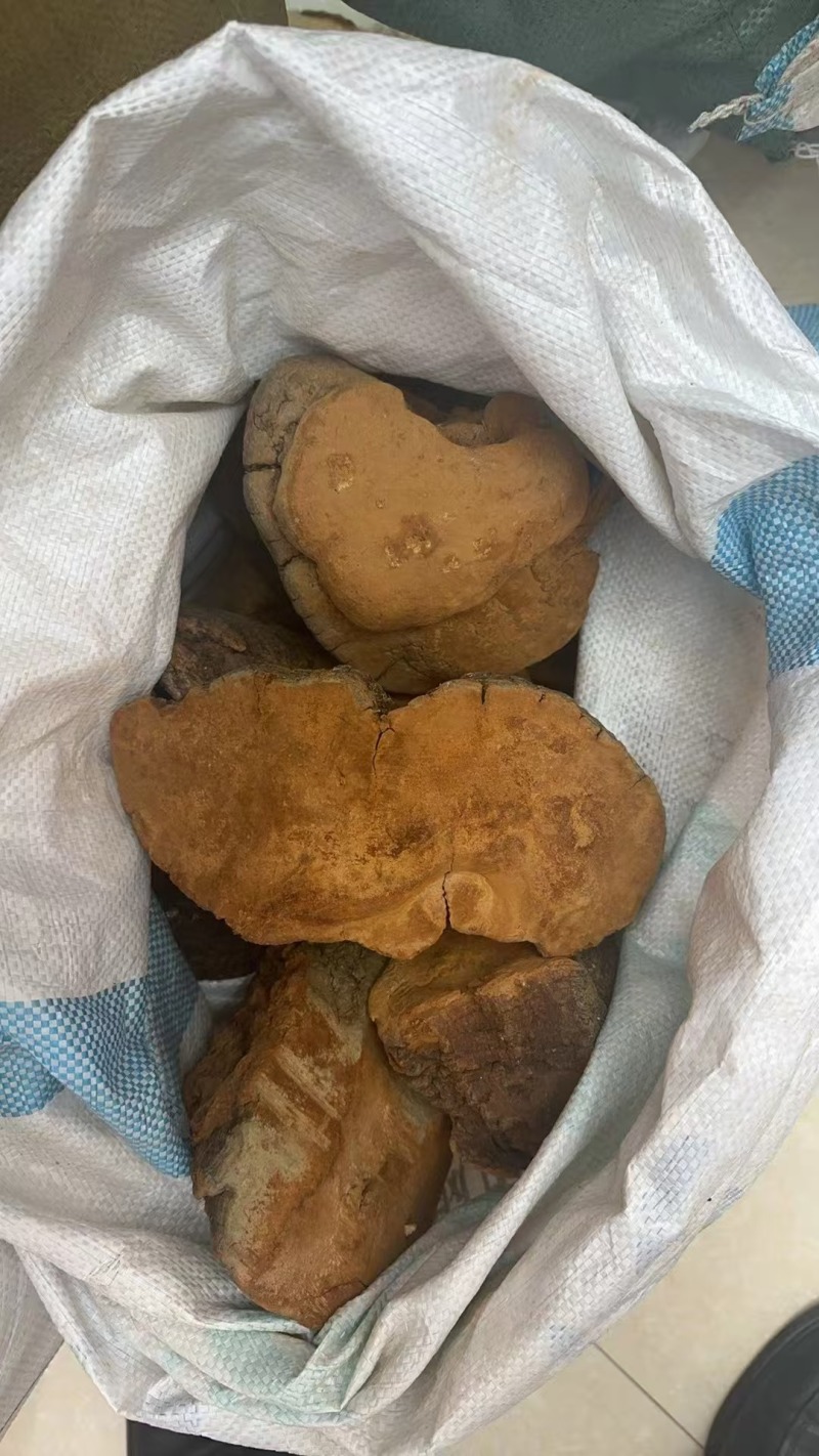 桑黄，优质好货，一手货源，质量保证，价格优惠