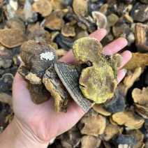 桑黄，优质好货，一手货源，质量保证，价格优惠