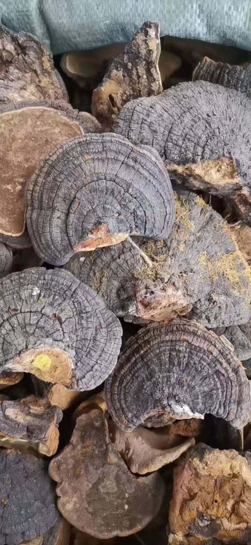 桑黄，优质好货，一手货源，质量保证，价格优惠