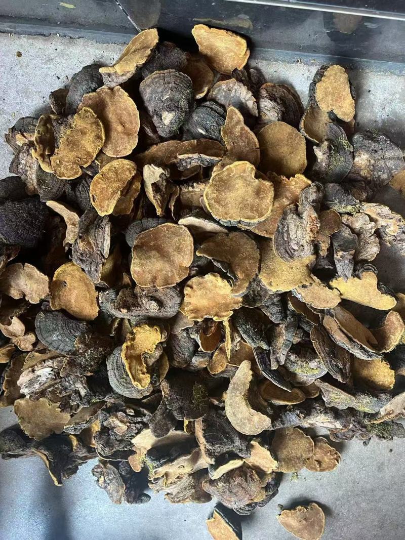 桑黄，优质好货，一手货源，质量保证，价格优惠