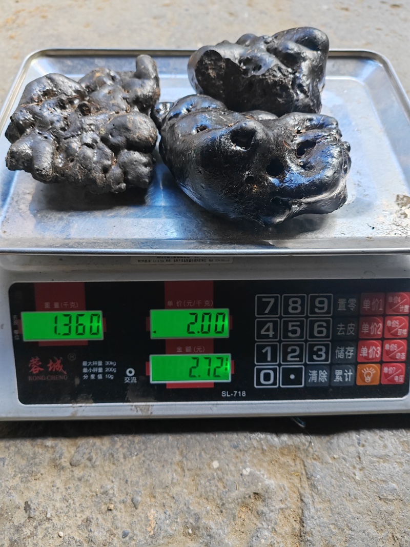 悬崖峭壁上的稀有中药材，精品猴结