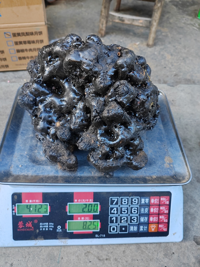 悬崖峭壁上的稀有中药材，精品猴结