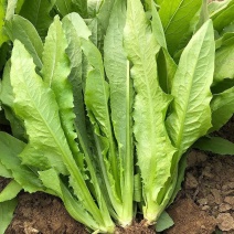 河南油麦菜供应电商市场超市一手货源