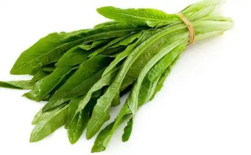 河南油麦菜供应电商市场超市一手货源