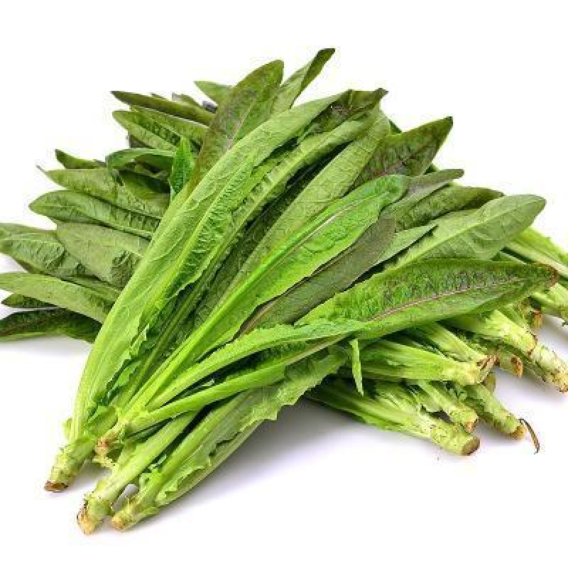 河南油麦菜供应电商市场超市一手货源