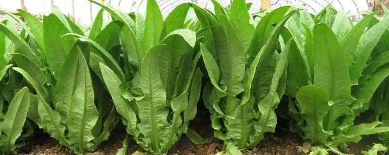 河南油麦菜供应电商市场超市一手货源