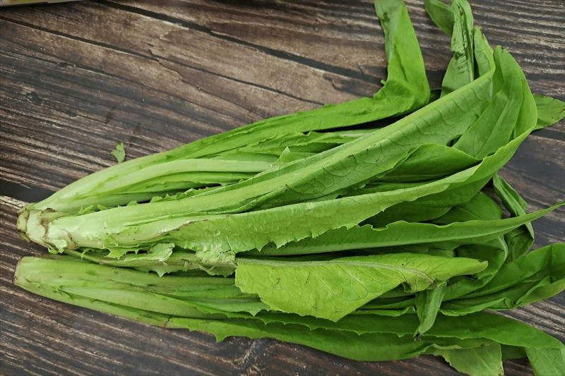 河南油麦菜供应电商市场超市一手货源