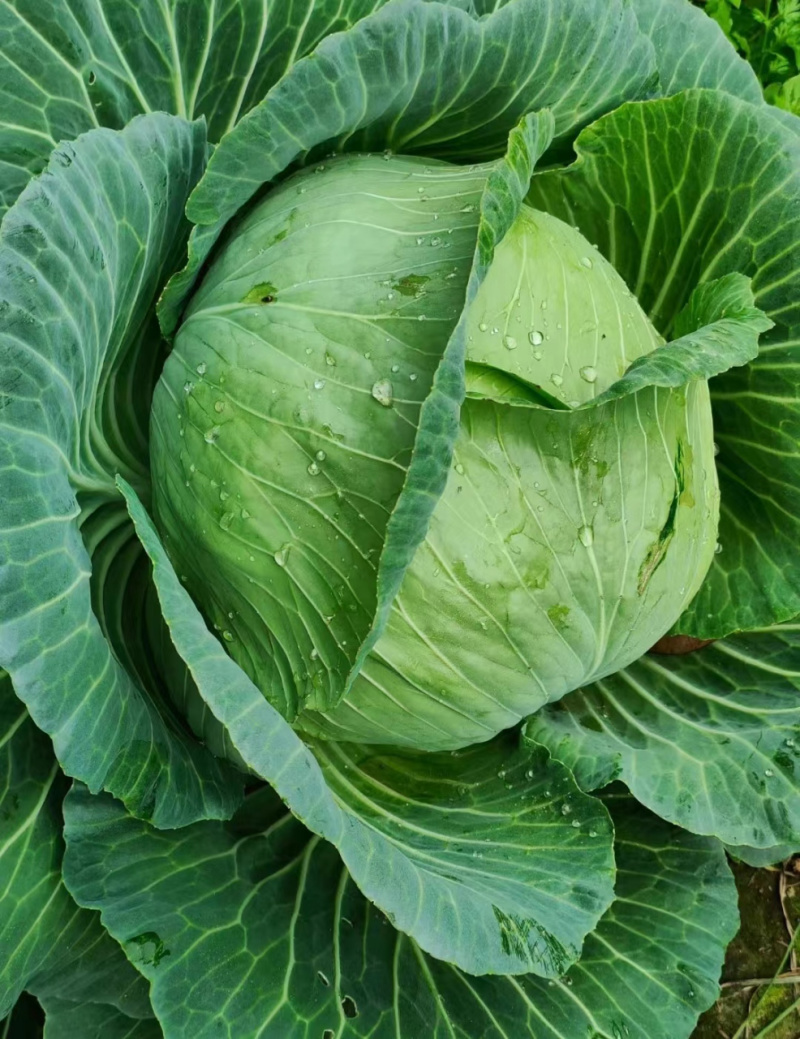 包菜