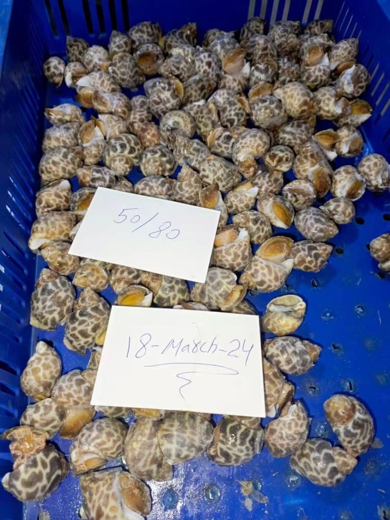 【推荐】巴基斯但冻短尾花螺冷冻新鲜海鲜螺类海螺品质保证