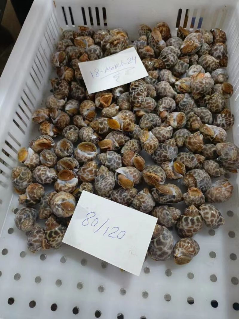 【推荐】巴基斯但冻短尾花螺冷冻新鲜海鲜螺类海螺品质保证