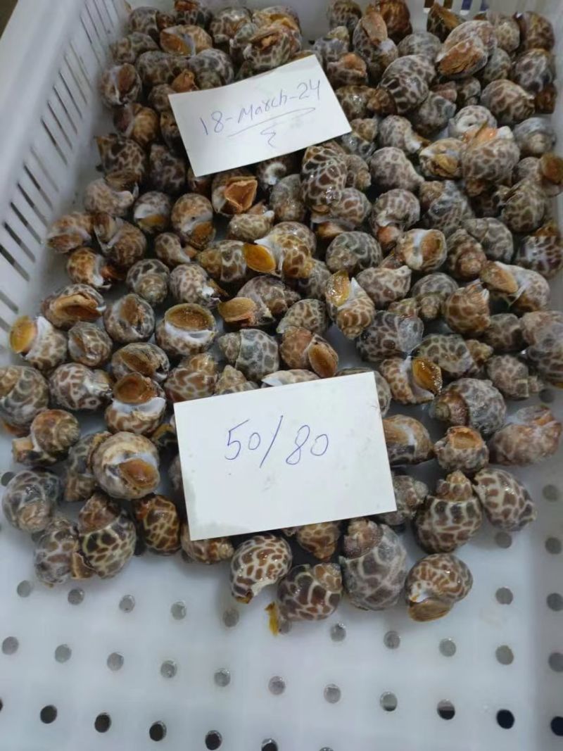 【推荐】巴基斯但冻短尾花螺冷冻新鲜海鲜螺类海螺品质保证