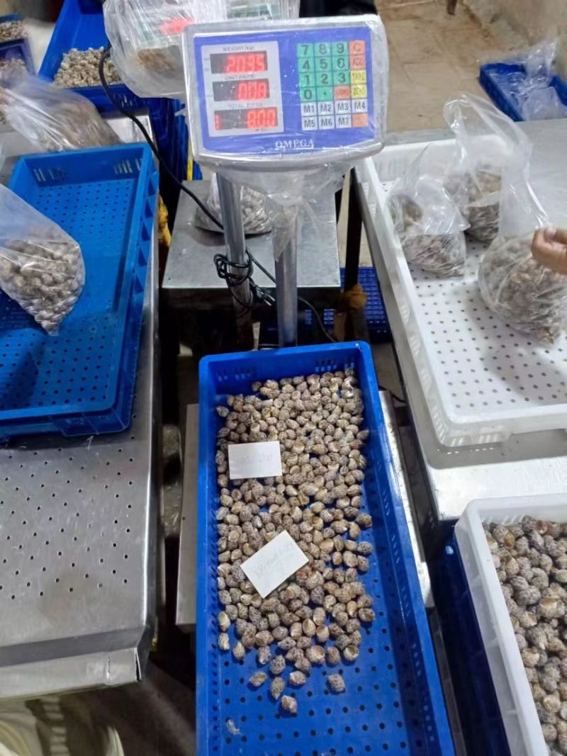 【推荐】巴基斯但冻短尾花螺冷冻新鲜海鲜螺类海螺品质保证