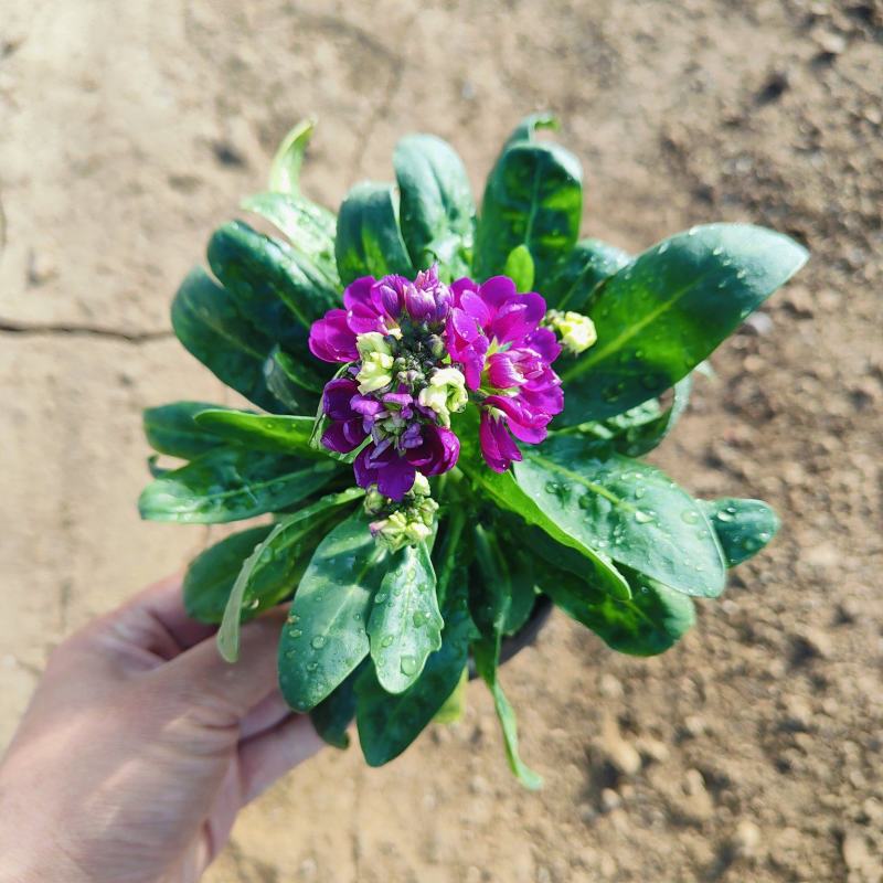 紫罗兰花盆栽，冬季观赏花卉