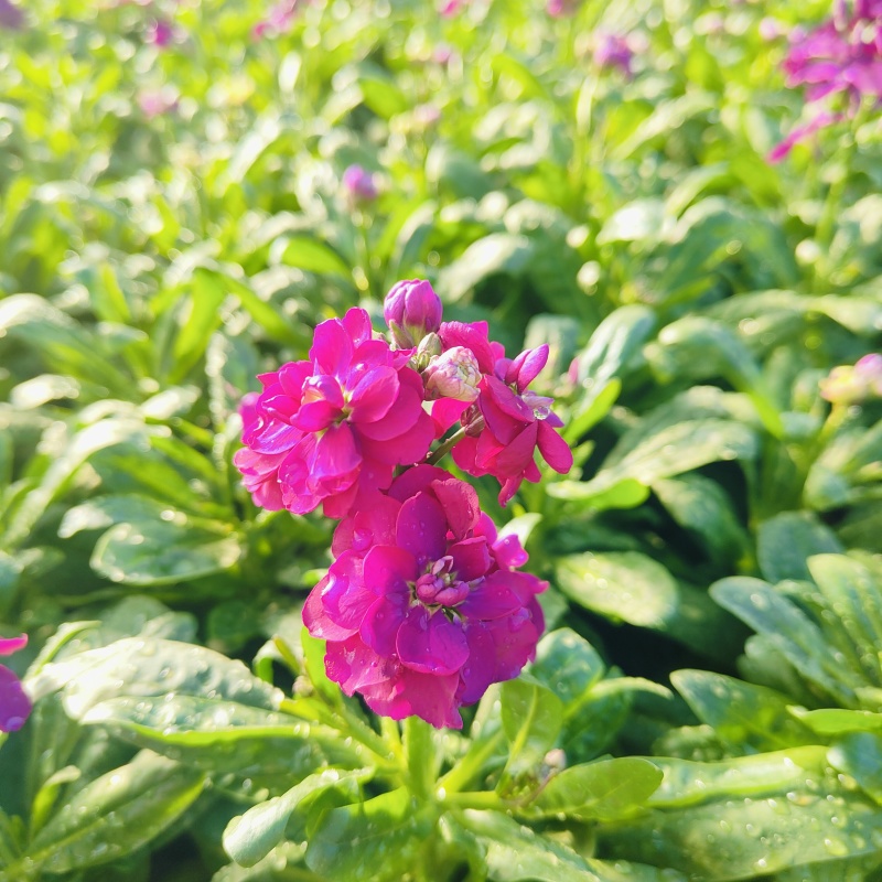 紫罗兰花盆栽，冬季观赏花卉
