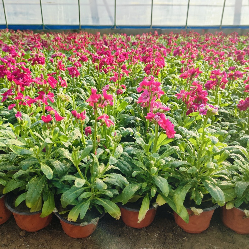 紫罗兰花盆栽，冬季观赏花卉