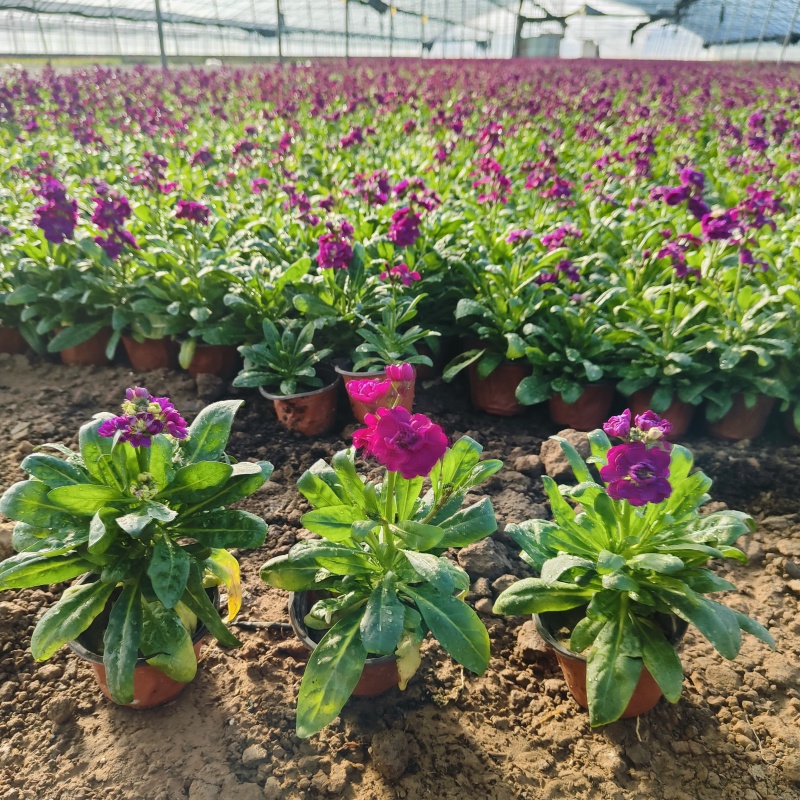 紫罗兰花盆栽，冬季观赏花卉