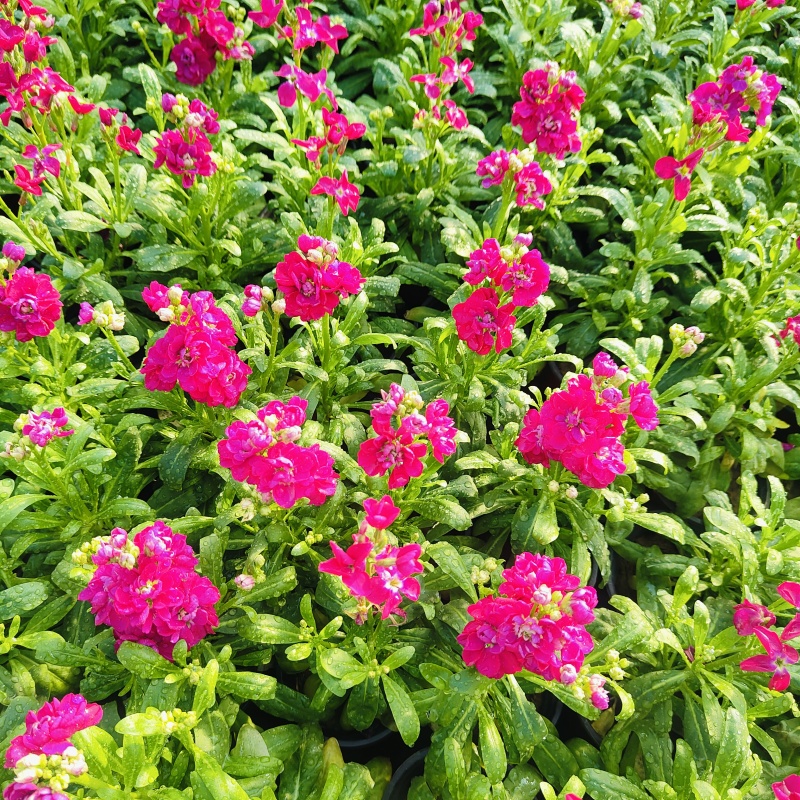 紫罗兰花盆栽，冬季观赏花卉