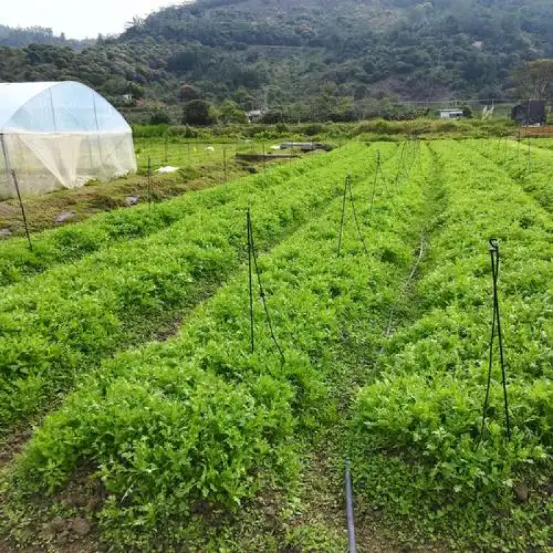 河南茼蒿基地直发供应电商市场超市一手货源
