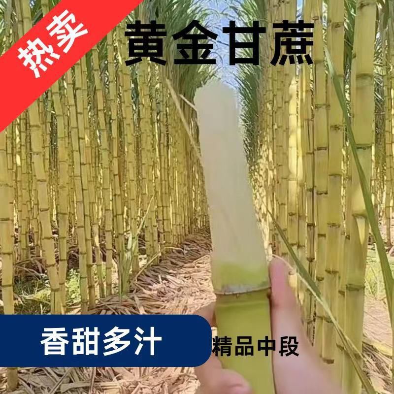【黄金甘蔗】云南黄金甘蔗孕妇水果当季新鲜发货皮薄清甜多汁不腻