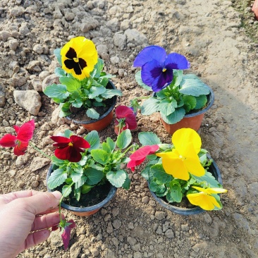 冬季绿化花卉三色堇，角堇盆栽批发