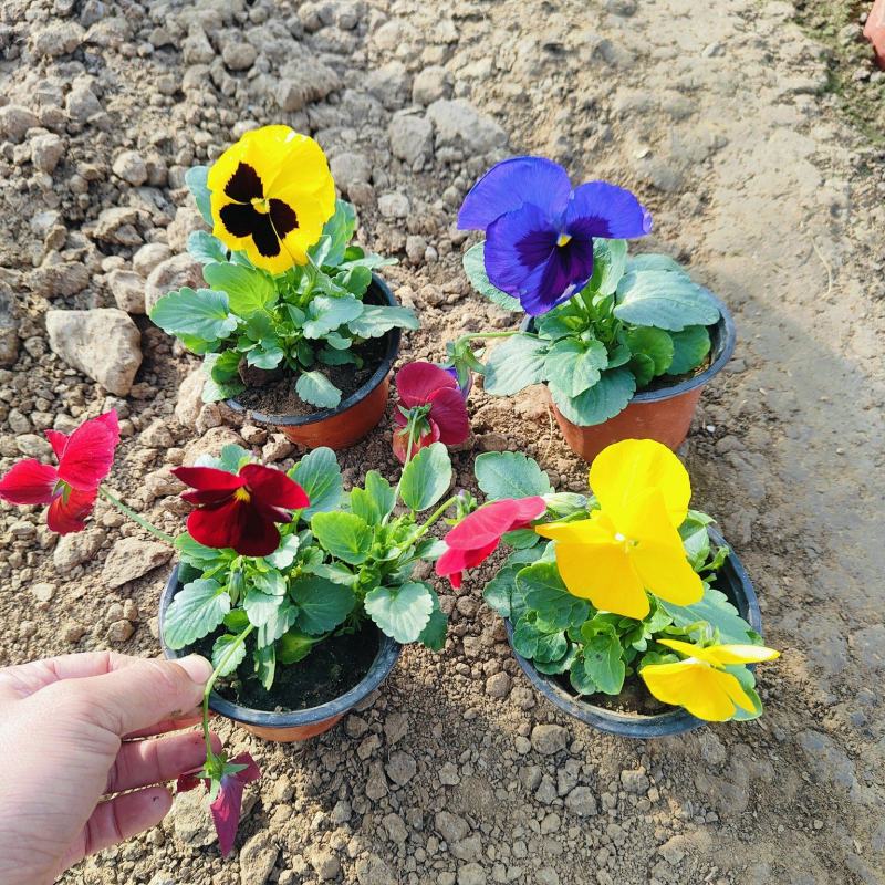 冬季绿化花卉三色堇，角堇盆栽批发