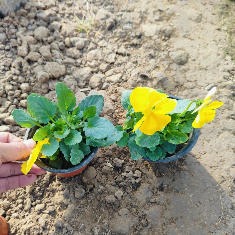 冬季绿化花卉三色堇，角堇盆栽批发
