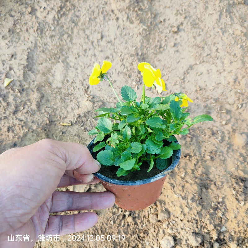 冬季绿化花卉三色堇，角堇盆栽批发