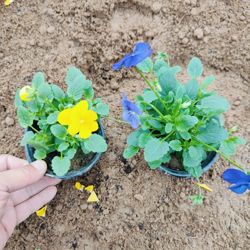 冬季绿化花卉三色堇，角堇盆栽批发